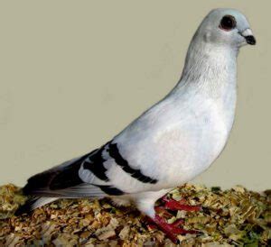 Tippler Pigeon Origin Characteristics Uses Photo