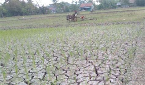 Ini Peta Kekeringan Bagi Pertanian Dampak El Nino Di Bekasi