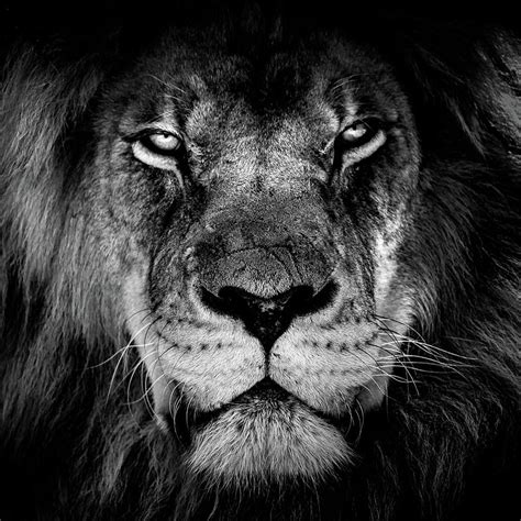 Lion Portrait Photograph by Minimalist Design | Pixels