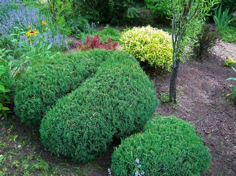 ХВОЙНЫЕ В САДУ. МОЖЖЕВЕЛЬНИКИ КАЗАЦКИЕ. СОРТА, УХОД И СТРИЖКА. | МОЙ ...
