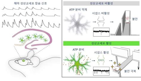 성상교세포로 불안장애 조절 서울대 연구진 첫 규명 나무뉴스