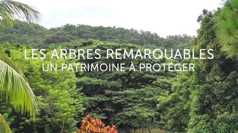 BANDE ANNONCE Les Arbres Remarquables Un patrimoine à protéger