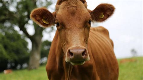 23 årig landmand i retten for sex med kvie Han står der helt op mod dens røv Jeg kan se hans