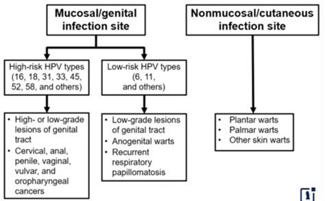 Module 9 Human Papillomavirus Flashcards Quizlet