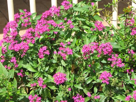 My Dry Tropics Garden Todays Flower Pentas Lanceolata