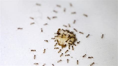 Why Are There Ants in my House? | KOMO