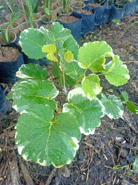 Shield Aralia Platito Polyscias Scutellaria Lazada Ph