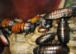 Madagascar hissing cockroaches – Happy Hollow Park & Zoo