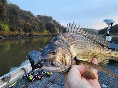 Mussel lure, mussel vibe, bream, algae green, shimmer purple, natural