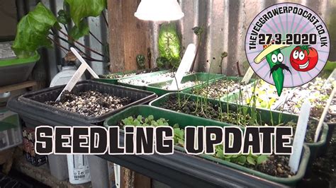 Seedling Update Youtube