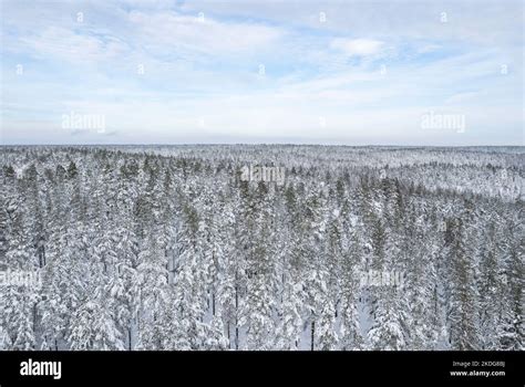 Aerial photo of a snowy forest in winter in Finland Stock Photo - Alamy