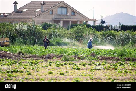 Fumigaci N Con Insecticida De Malezas Agricultura Ecol Gica Org Nica