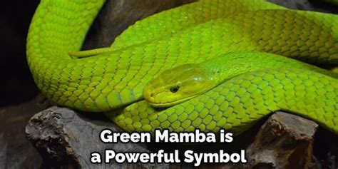 Green Mamba Spiritual Meaning Symbolism And Totem