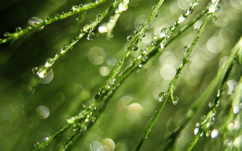 Fondos De Pantalla Luz De Sol Agua Naturaleza Césped Rama Verde