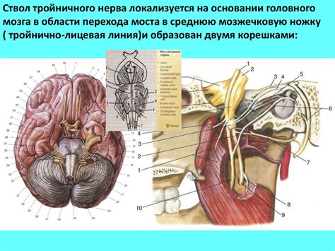 Функциональная анатомия черепных нервов - презентация онлайн