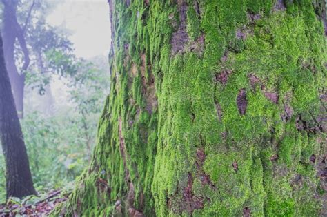 Moss On Tree Bark