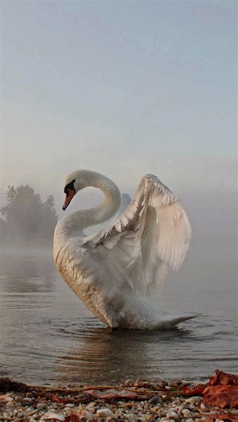 Крылья лебедя (58 фото) | Animals beautiful, Beautiful birds, Animals wild