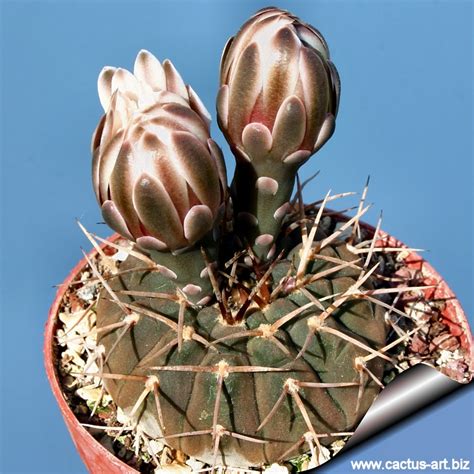 Gymnocalycium Triacantum Syn Gymnocalycium Riojense