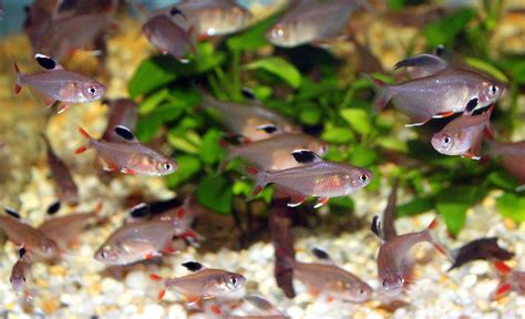 Rosy Tetra SWEET KNOWLE AQUATICS ONLINE SHOP