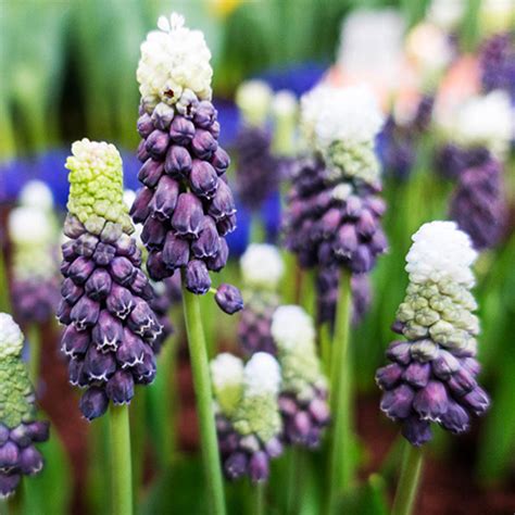 Grape Ice Muscari Bulbs Online K Van Bourgondien