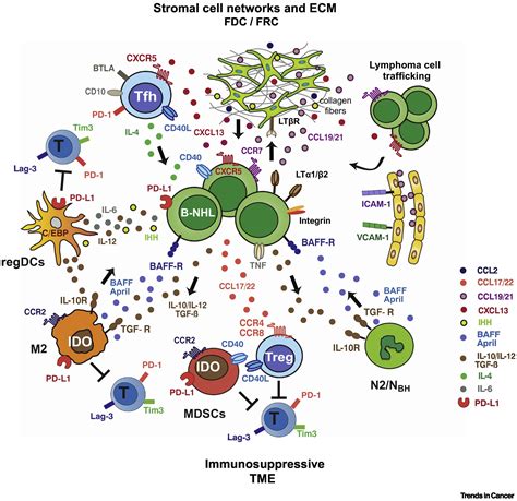 Targeting The Tumor Microenvironment Of Leukemia And Lymphoma Trends In Cancer