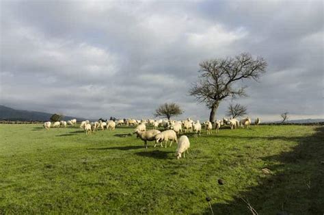 Lacaune Sheep Breed: Information, Behavior, and Care