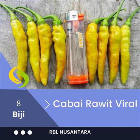 Jual Bibit Cabe Rawit Viral Buah Super Besar Benih Sayuran Cabai