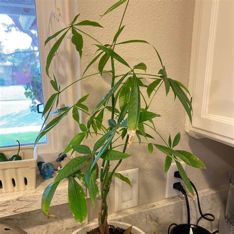 Common Money Tree Problems