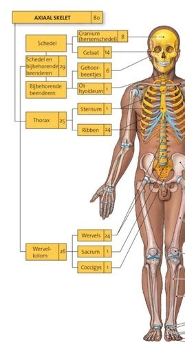 Kaarten Het Musculoskeletaal Stelsel Nomenclatuur Axiaal Skelet