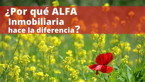 Por Qu Alfa Inmobiliaria Es La Franquicia Que Hace La Diferencia