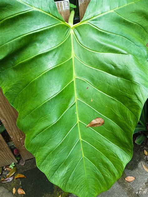 Elephant Ear Taro Plant Leaves When Exposed To Rainwater Stock Image