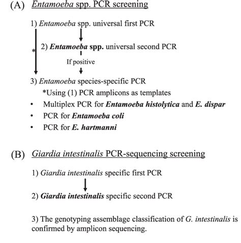 Figure 1 From Molecular Screening Of Entamoeba Spp E Histolytica E Dispar E Coli And E