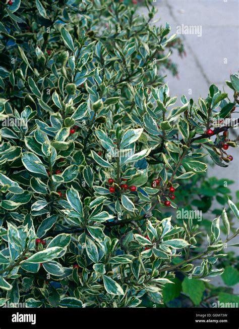 Rhamnus Alaternus Shrub Immagini E Fotografie Stock Ad Alta Risoluzione