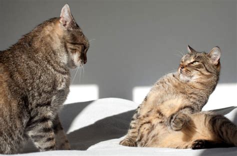 Playing With Your Cat 10 Things You Need To Know Thecatsite Articles