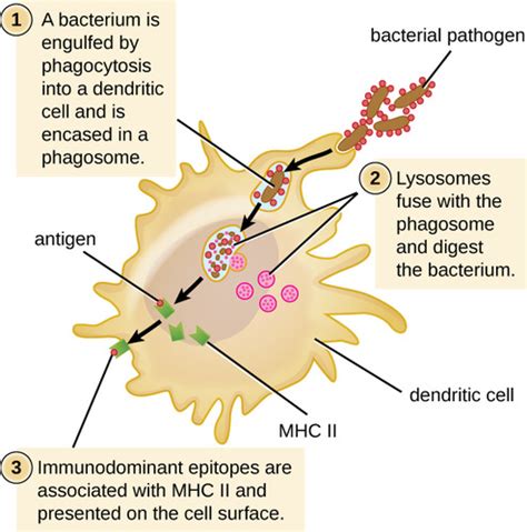 Role Of Phagocytes In Innate Or Nonspecific Immunity Types Of Immune