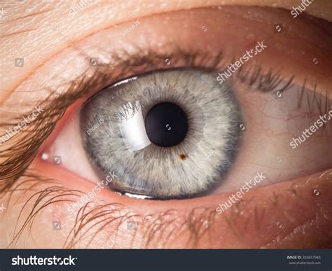 Human Eye Detail Stock Photo 355657943 Shutterstock