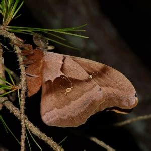 Antheraea polyphemus - Facts, Diet, Habitat & Pictures on Animalia.bio