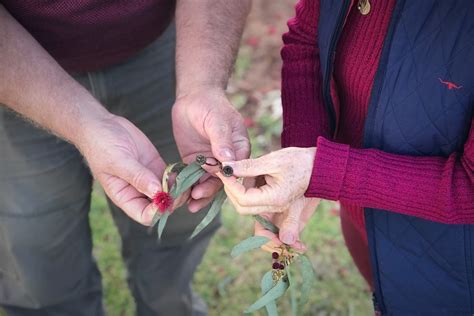 Citizen Scientist Couple Helps Murray Mallee Ecosystem Thrive In Off