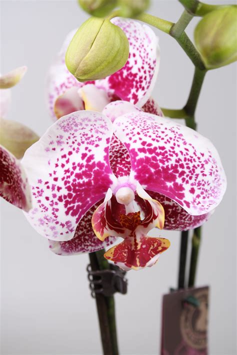 Phalaenopsis orchid care for beginners easy guide – Artofit