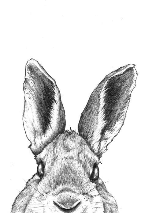 Rabbit Face Sketch at PaintingValley.com | Explore collection of Rabbit ...