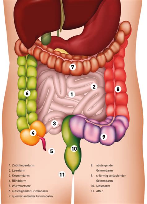 Der Darm Organ Der Superlative Medizin Menschen