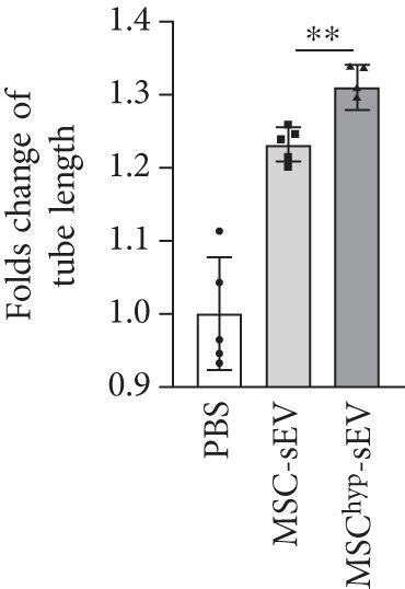 Mschyp Sevs Promoted Tube Formation And Migration Of Huvecs A Download Scientific Diagram