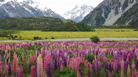 Wild Lupine Flowers In Aoraki Mount Cook National Park New Zealand