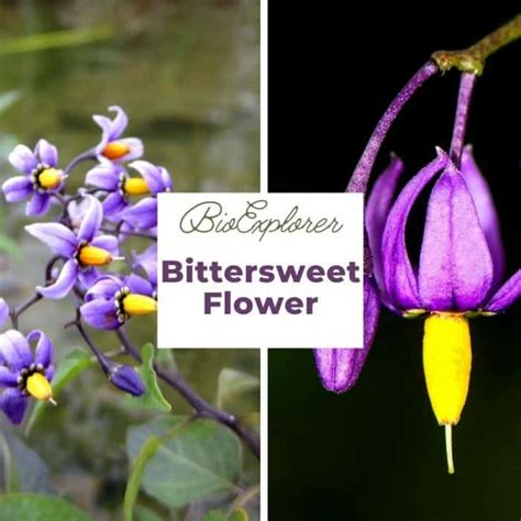 Bittersweet Flower Meaning | Best Flower Site