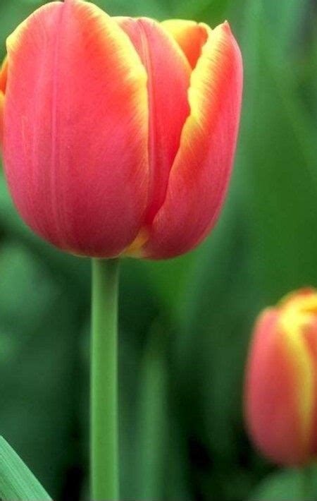 Pin By Ane Castro On Beautiful Tulips Perennials Beautiful Flowers