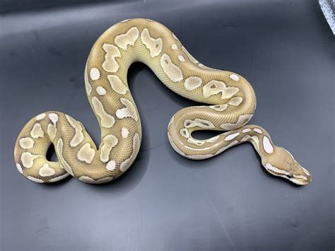 Royal python morphs | Reptile Forums