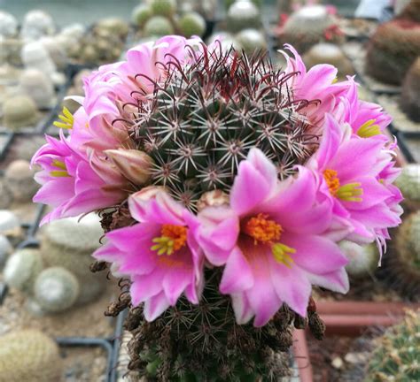 Mammillaria Sheldonii Il Fiore Tra Le Spine