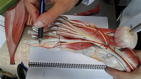 Posterior Tibial Nerve Anatomy