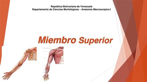 Resúmenes de Anatomía miembro superior Descarga apuntes de Anatomía