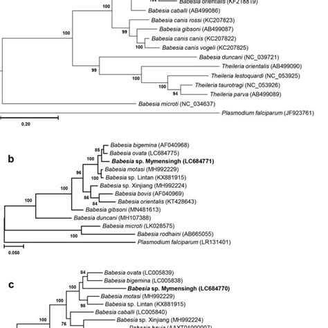 Phylogenetic Analyses Of ITS1 5 8S RRNA ITS2 And Concatenated Nuclear